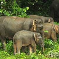 3D2N Selingan Turtle Island & Bilit Rainforest Lodge
