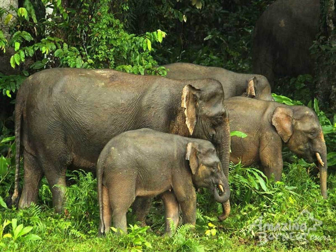 4D3N Selingan Turtle Island & Bilit Rainforest Lodge